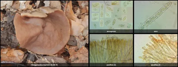 Microscopía de Discina martinii