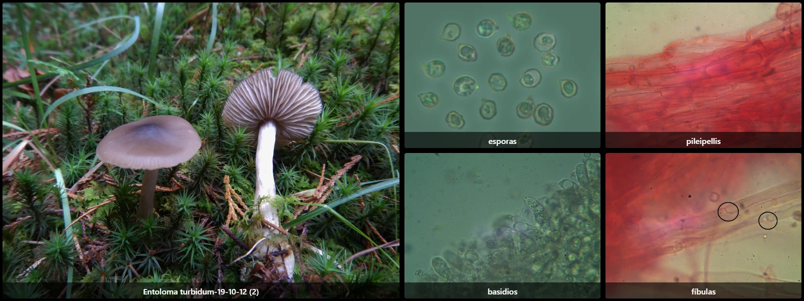 Entocybe turbida