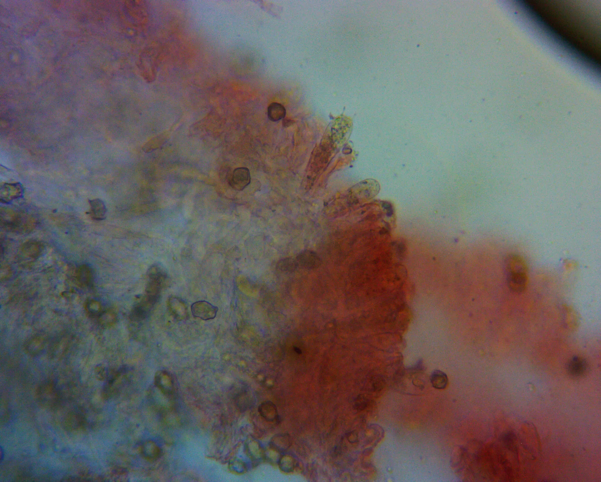 Microscopía de Entoloma excentricum - basidio