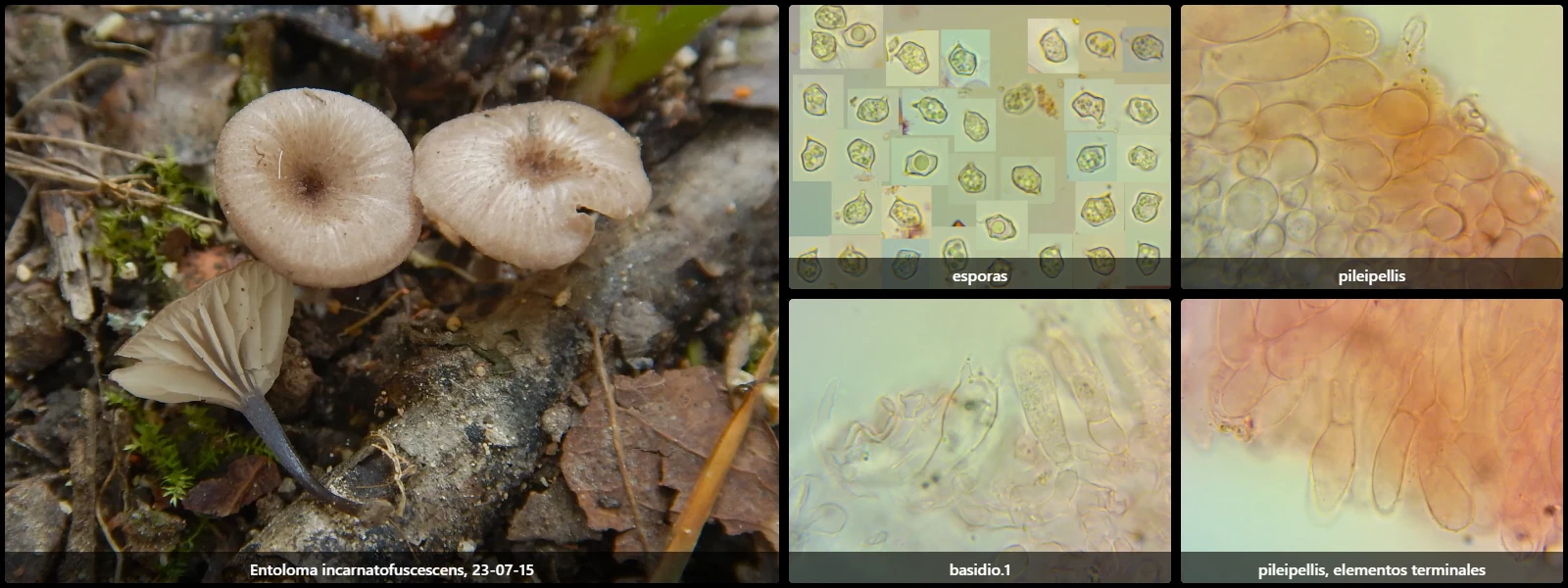 Entoloma incarnatofuscescens