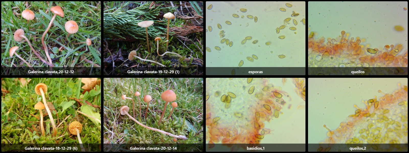 Galerina clavata