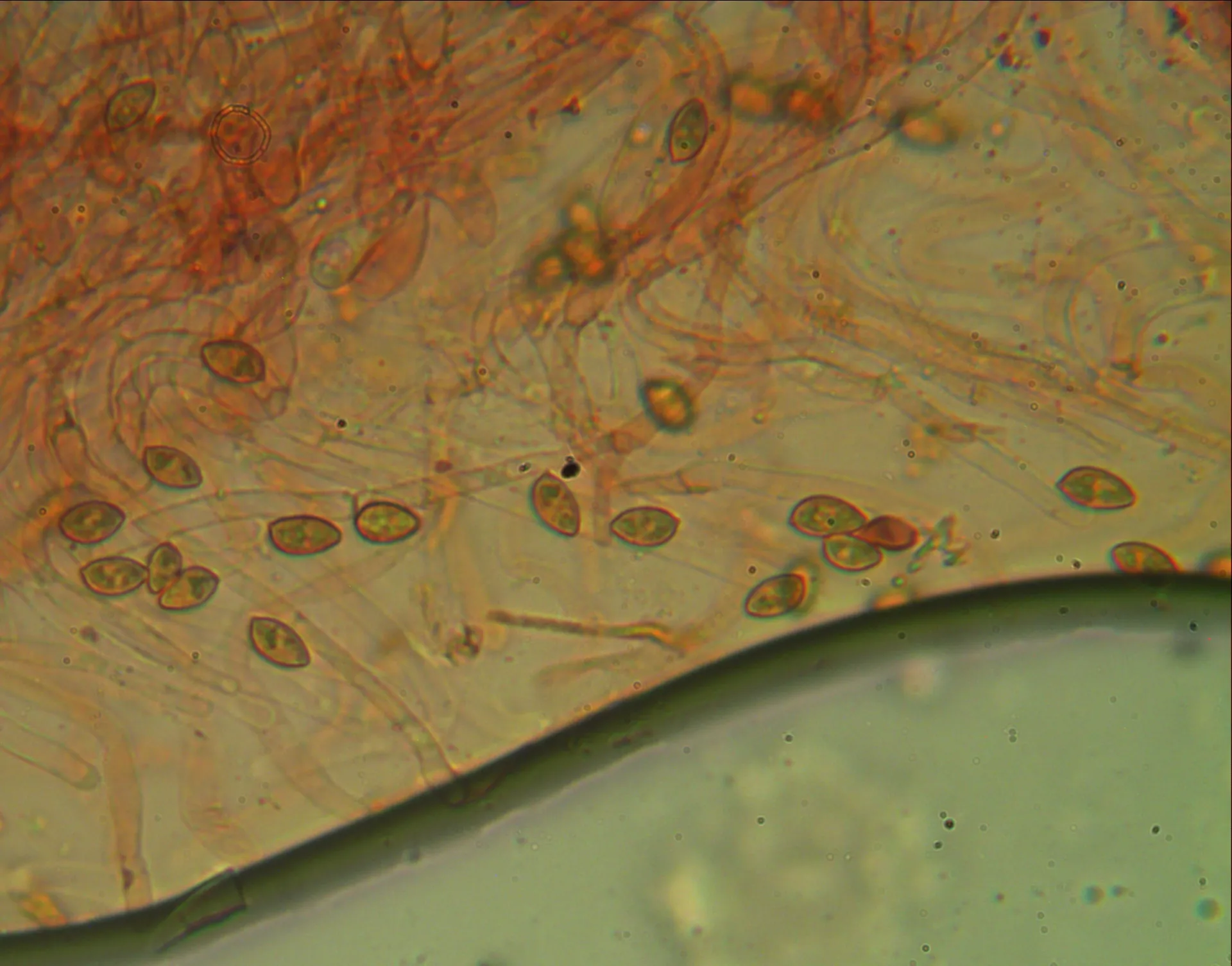 esporas-1