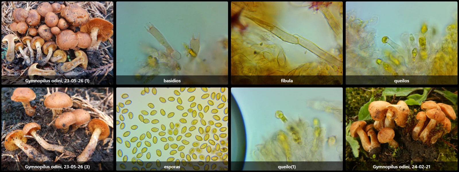 Microscopía de Gymnopilus odini