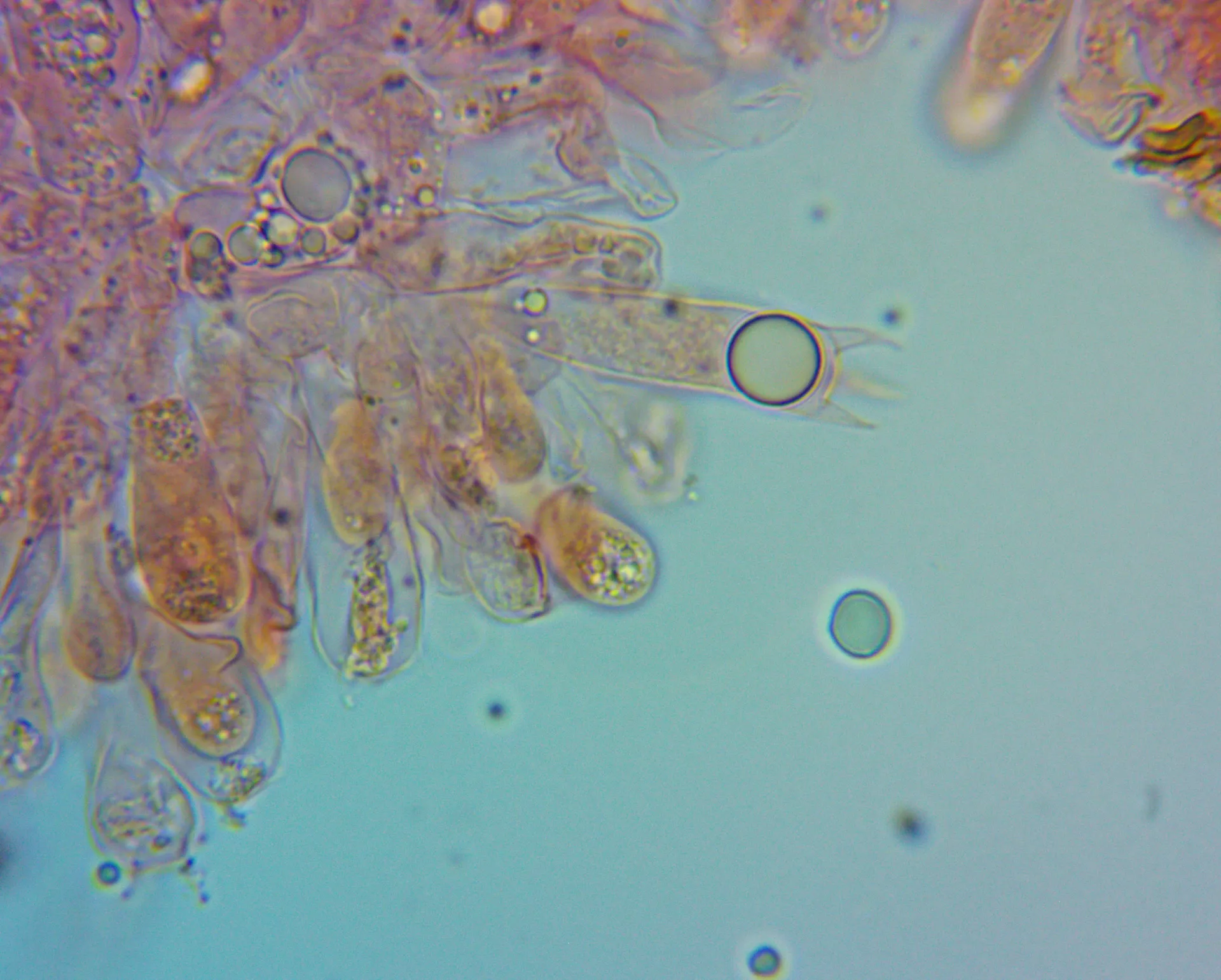 Microscopía de Hebeloma ischnostylum - basidio