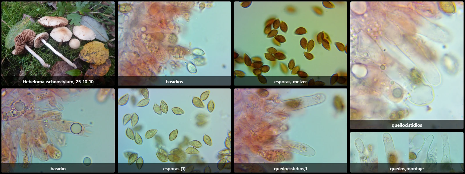 Microscopía de Hebeloma ischnostylum