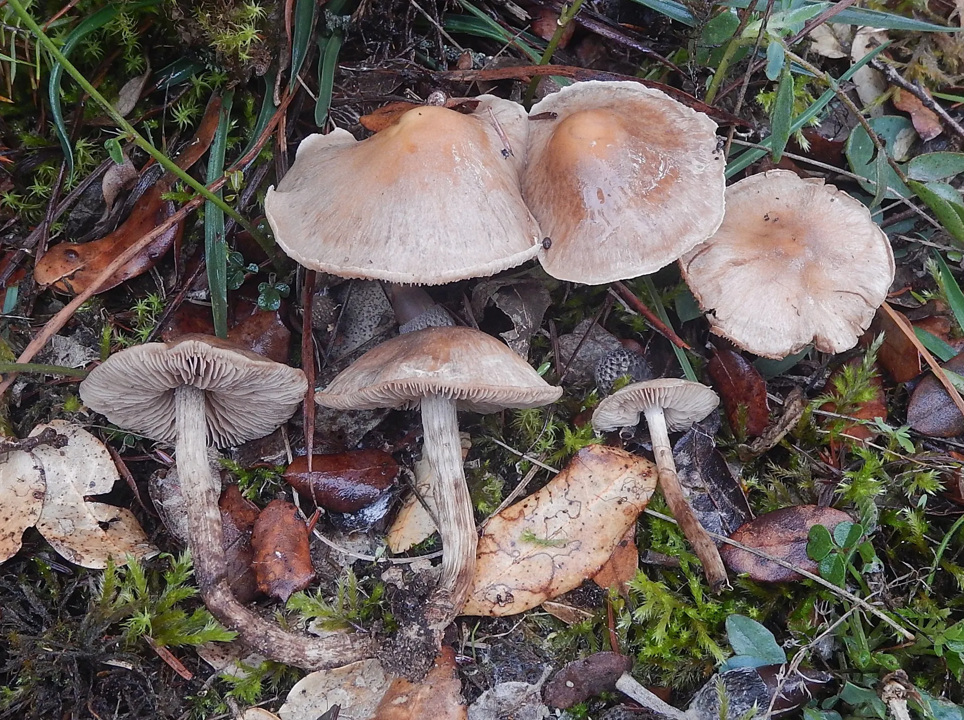 Hebeloma subtortum - DSCN8925