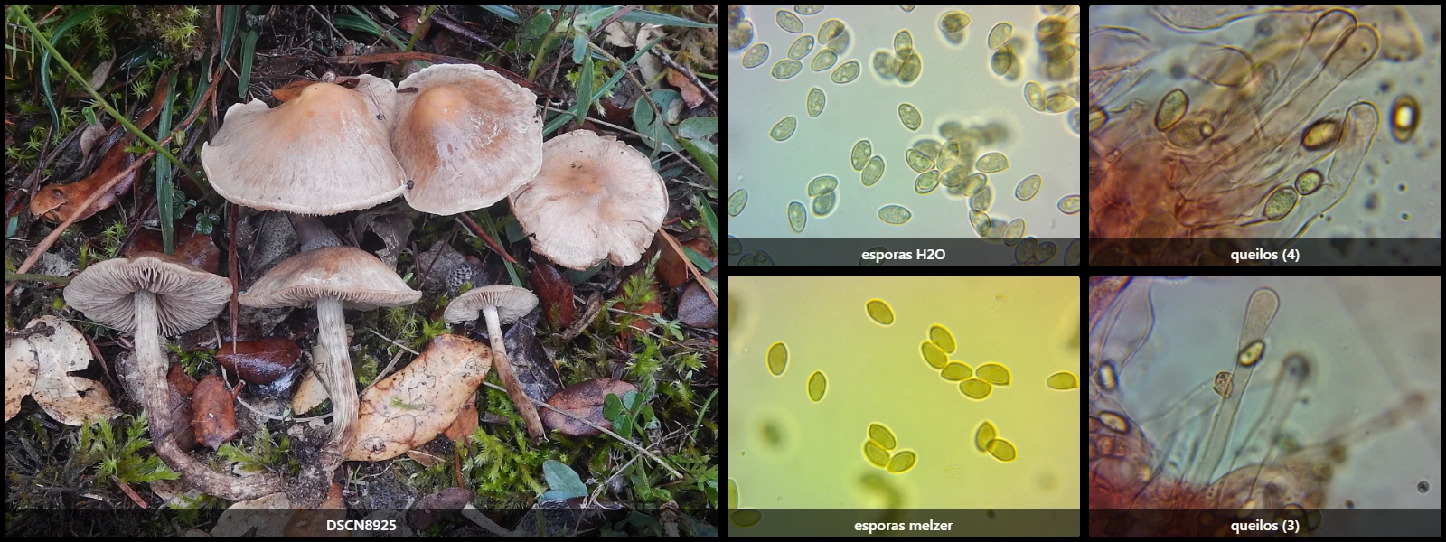 Microscopía de Hebeloma subtortum
