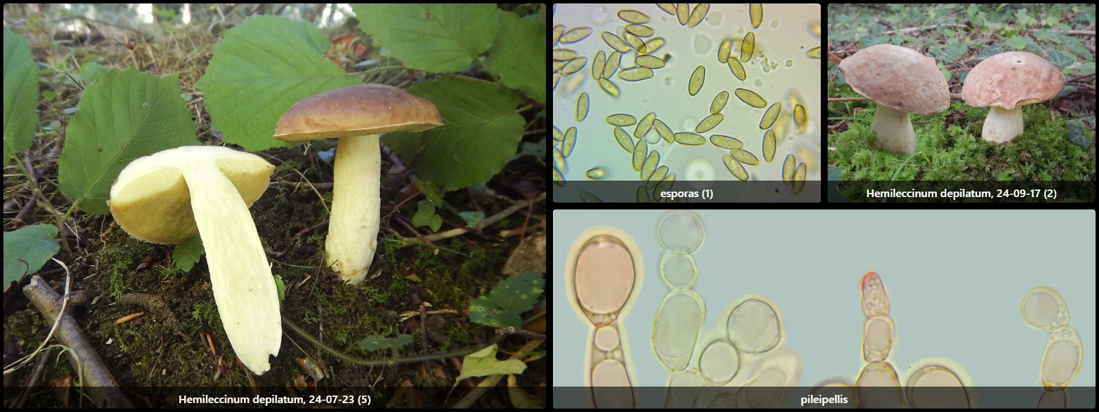 Hemileccinum depilatum
