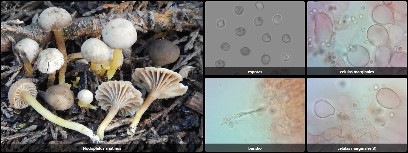Microscopía de Hodophilus anatinus