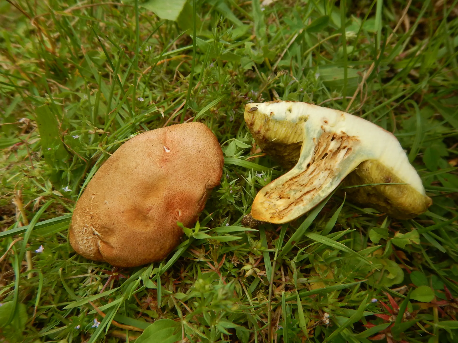 Hortiboletus engelii - DSCN6876