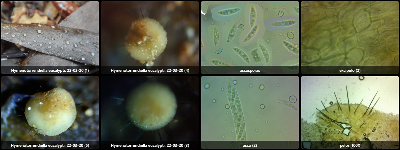Microscopía de Hymenotorrendiella eucalypti