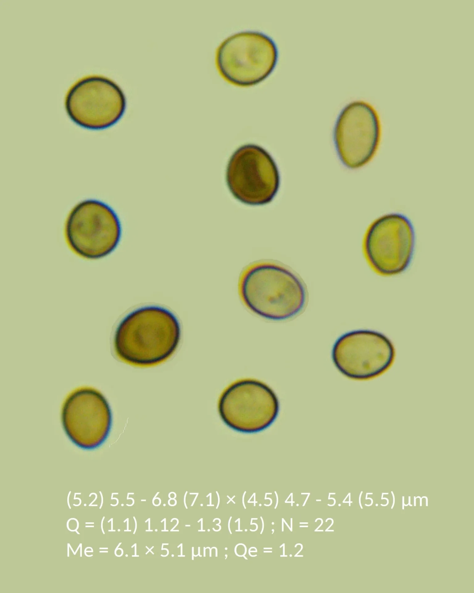 Microscopía de Hypoxylon cercidicola - conidios