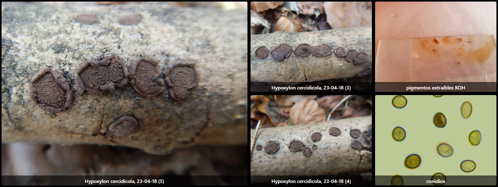 Microscopía de Hypoxylon cercidicola