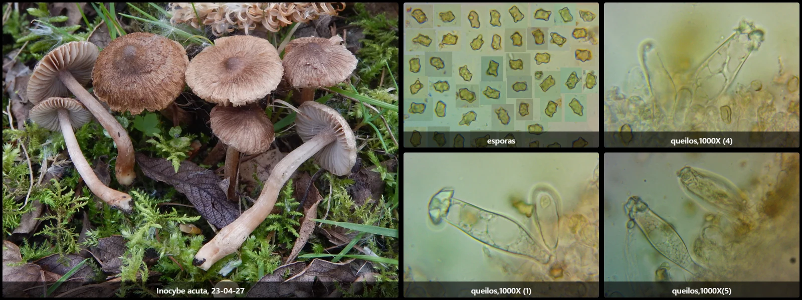 Microscopía de Inocybe acuta