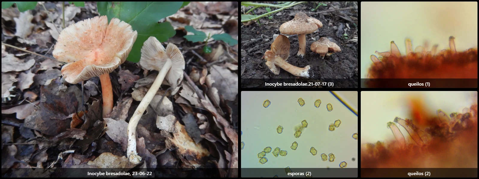 Microscopía de Inocybe bresadolae