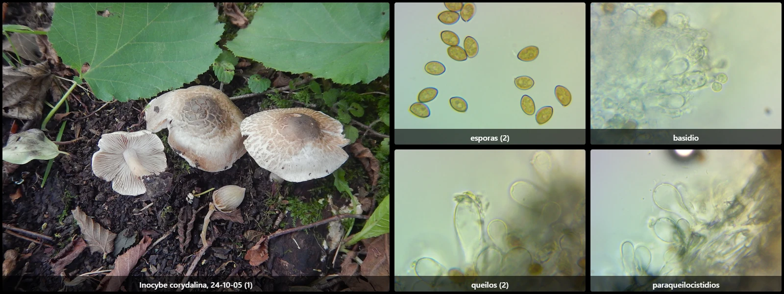 Microscopía de Inocybe corydalina