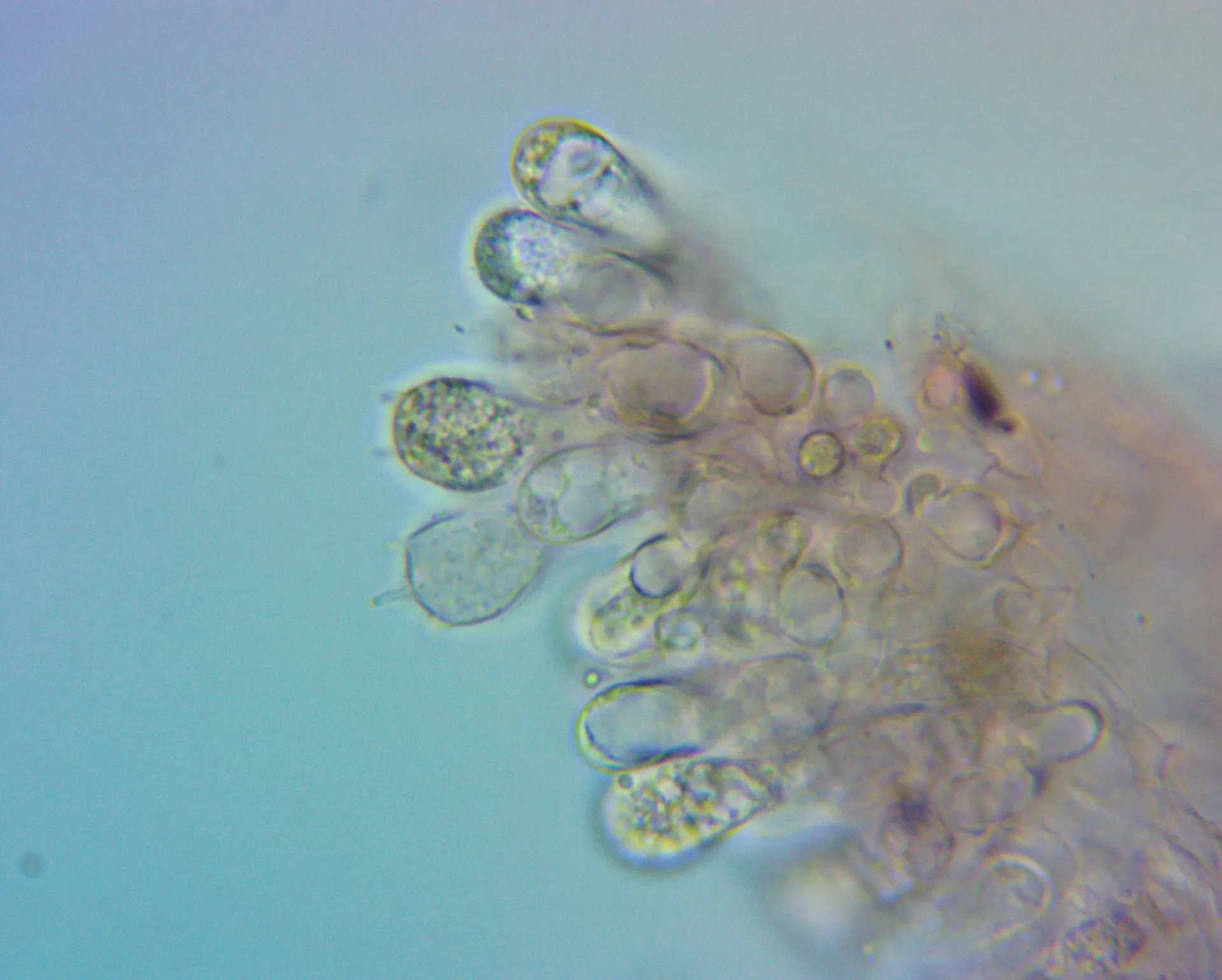 Microscopía de Inocybe godeyi - basidios
