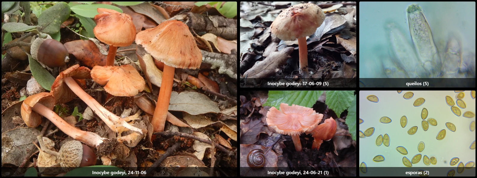 Microscopía de Inocybe godeyi