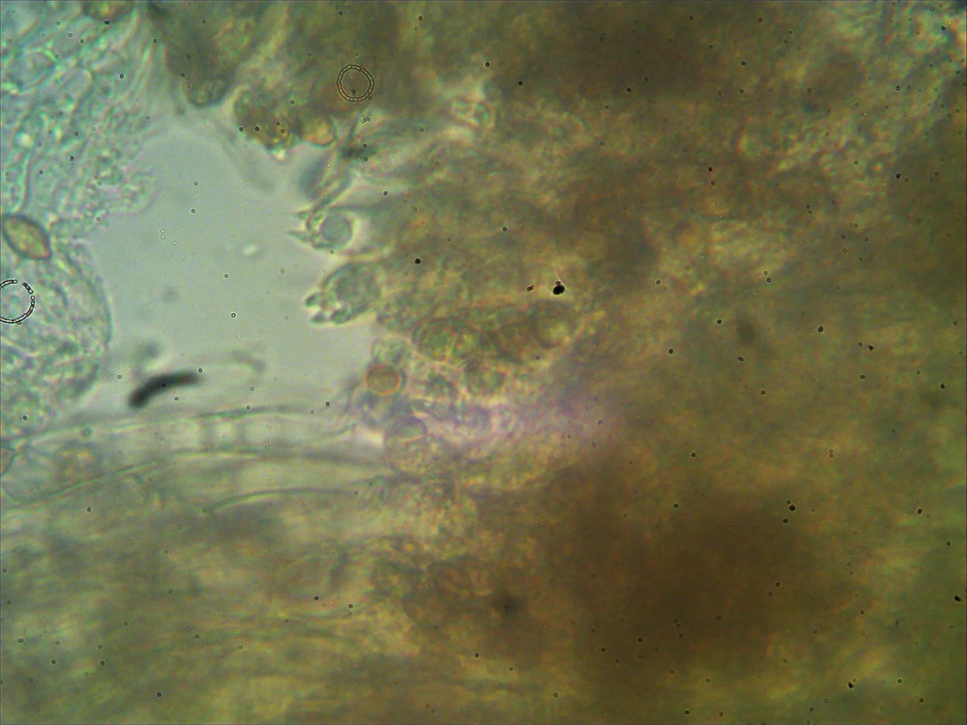 Microscopía de Inocybe hystrix - basidios