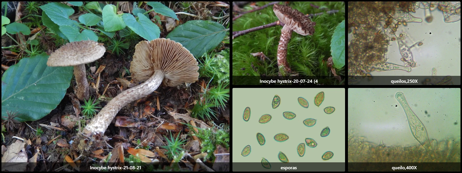 Microscopía de Inocybe hystrix