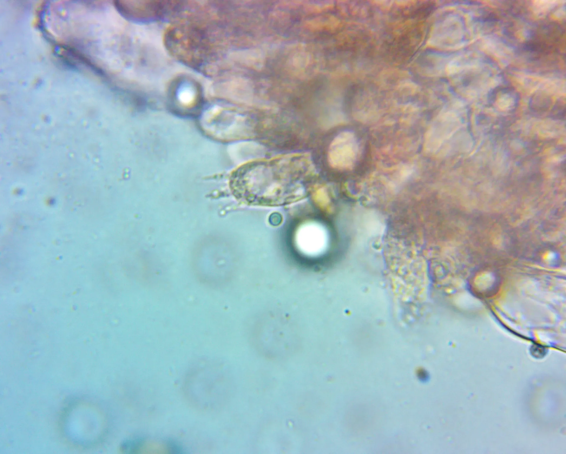 Microscopía de Inocybe psammobrunnea - basidio