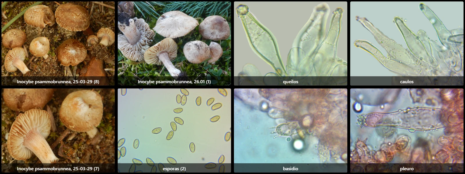 Microscopía de Inocybe psammobrunnea