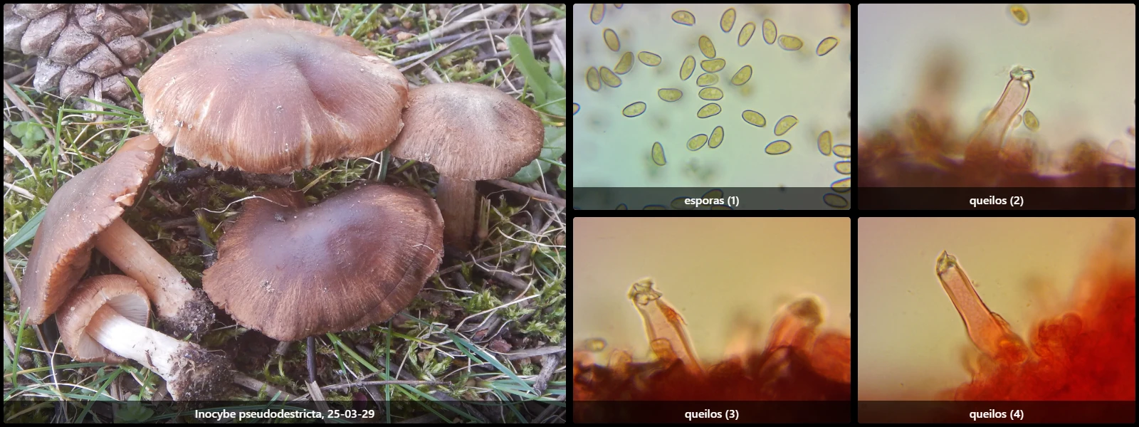 Microscopía de Inocybe pseudodestricta