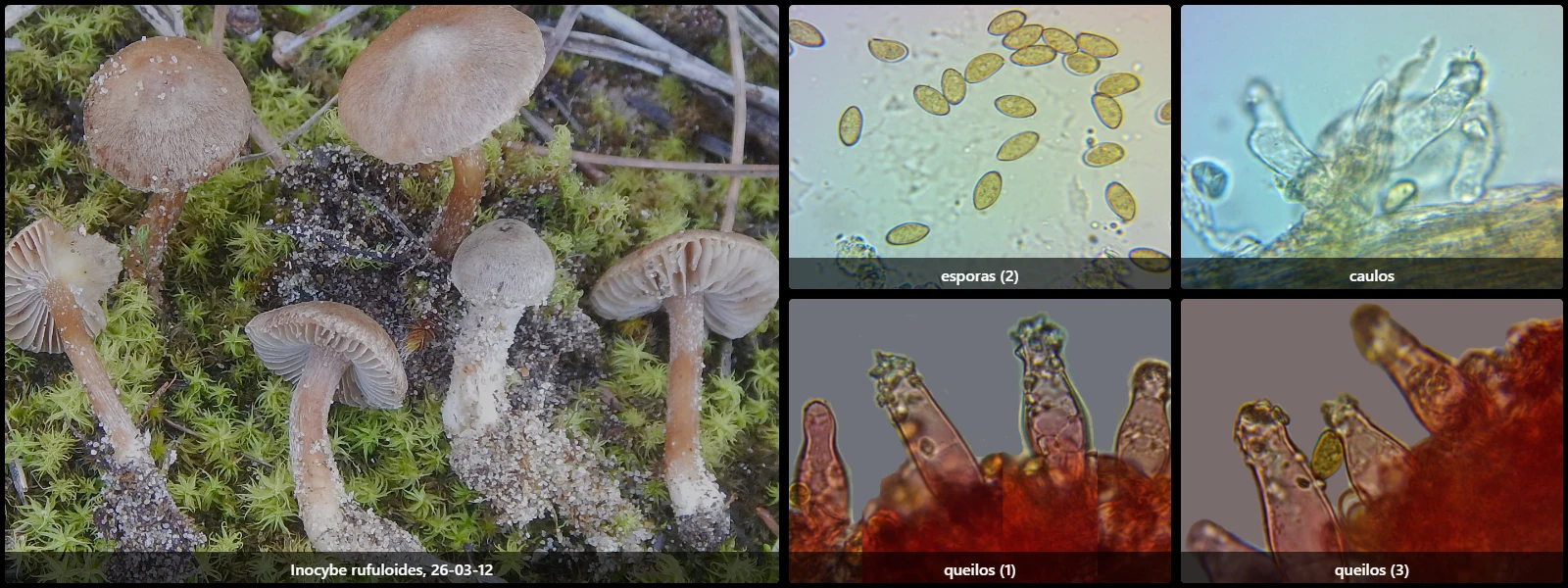 Microscopía de Inocybe rufuloides