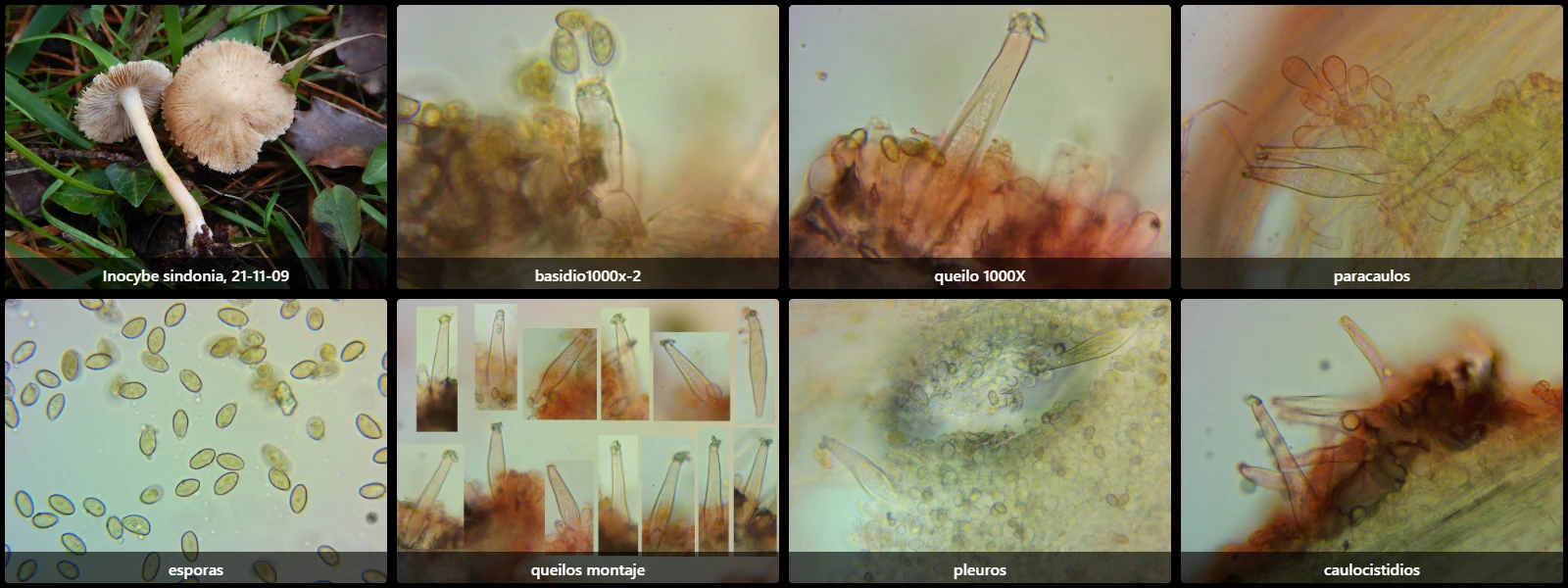 Microscopía de Inocybe sindonia