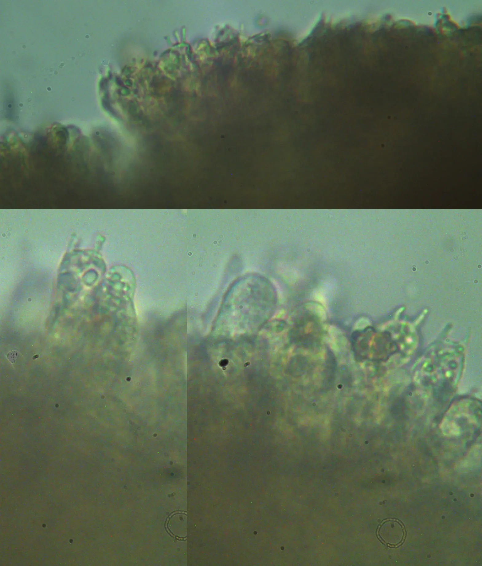 Microscopía de Inocybe stellatospora - basidios