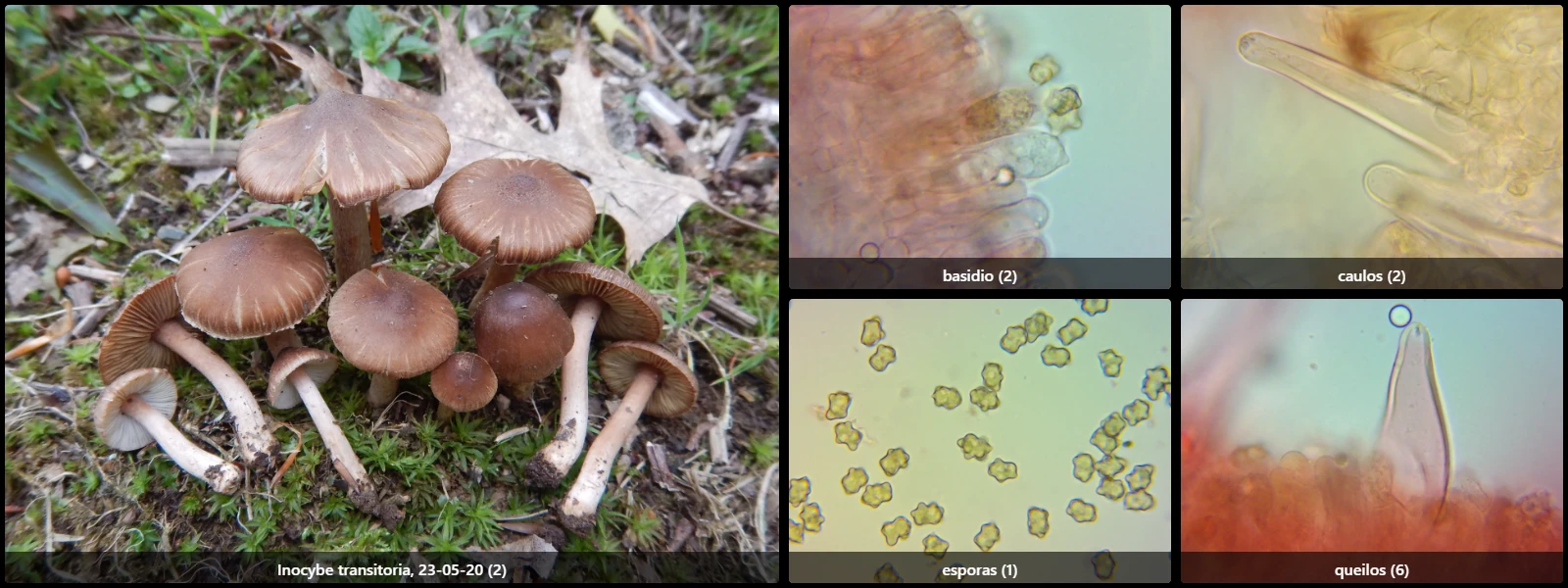 Microscopía de Inocybe transitoria