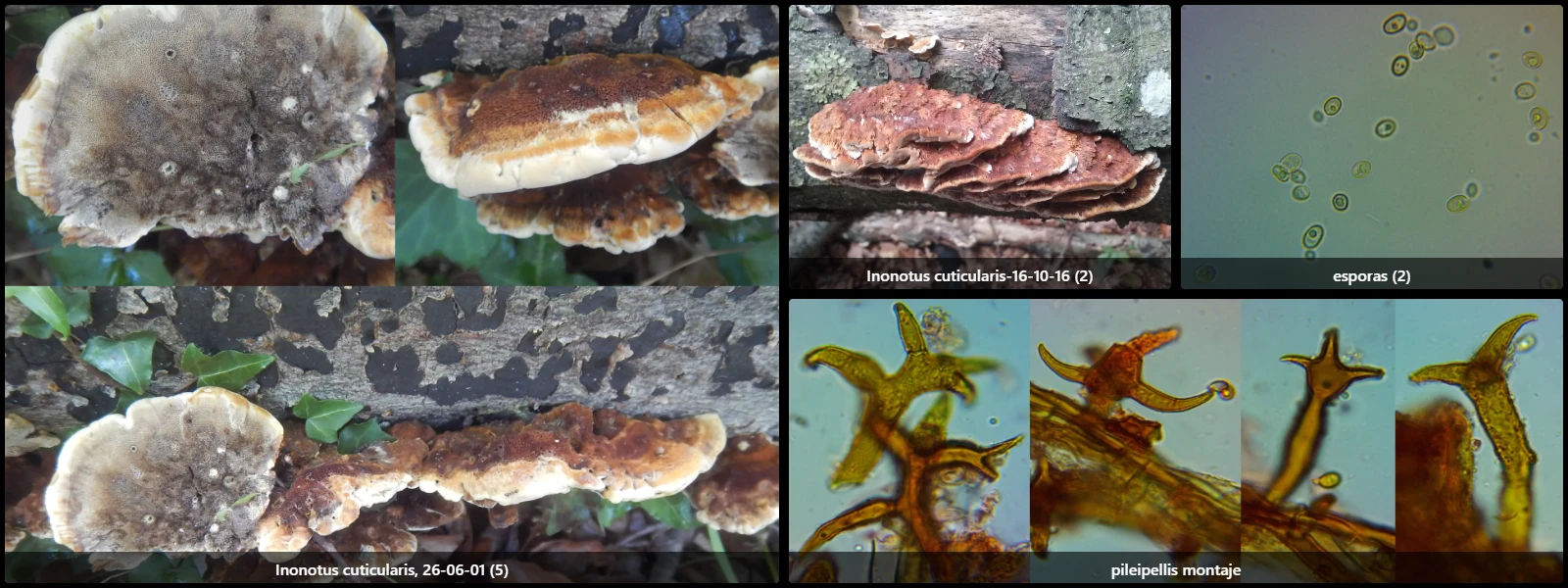 Microscopía de Inonotus cuticularis