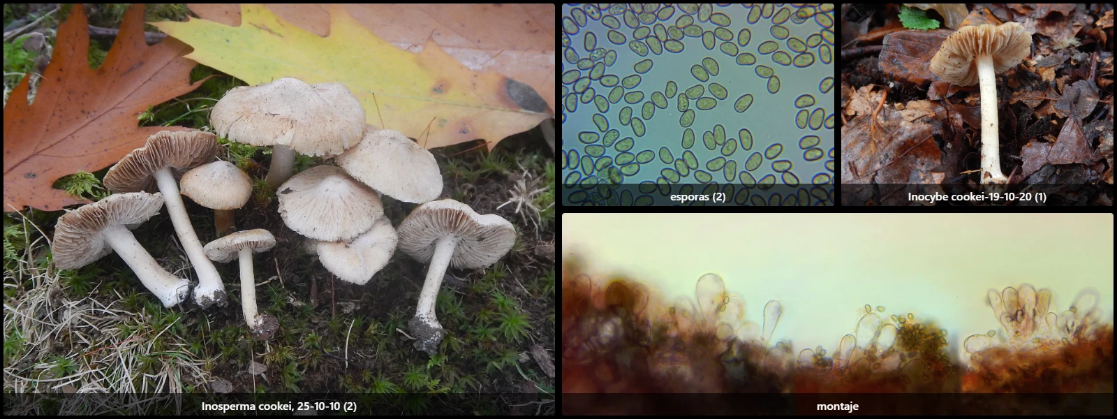 Microscopía de Inosperma cookei