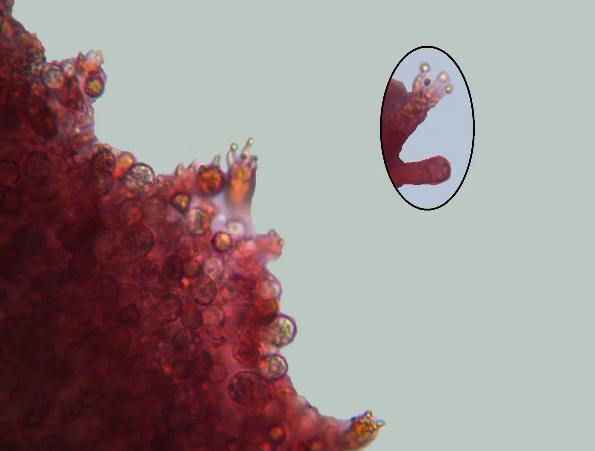 Microscopía de Laccaria macrocystidiata - basidios