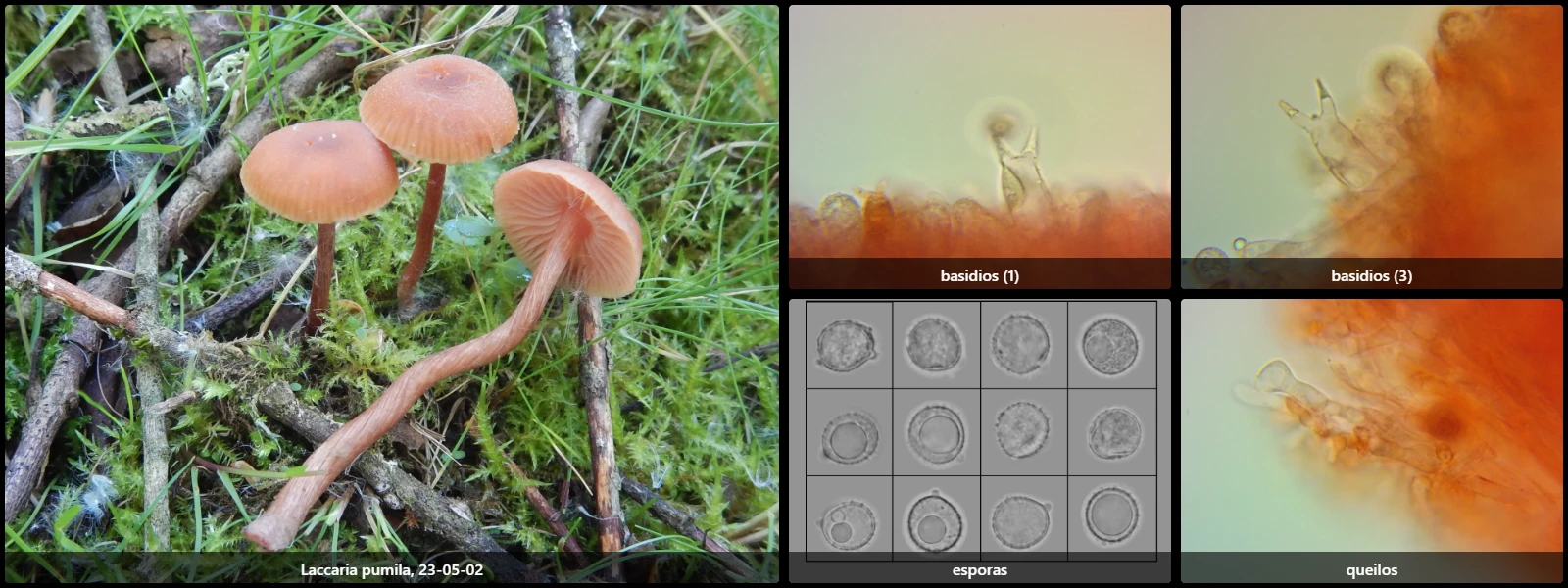 Microscopía de Laccaria pumila