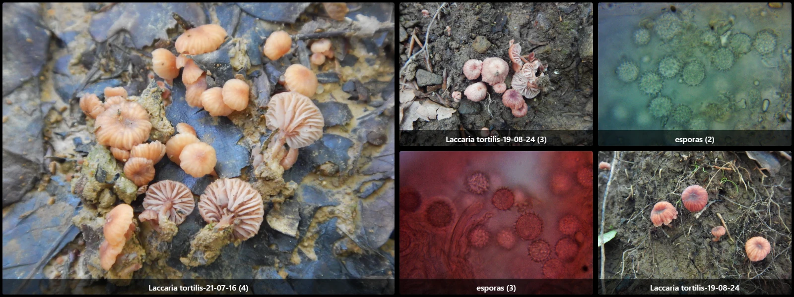 Microscopía de Laccaria tortilis