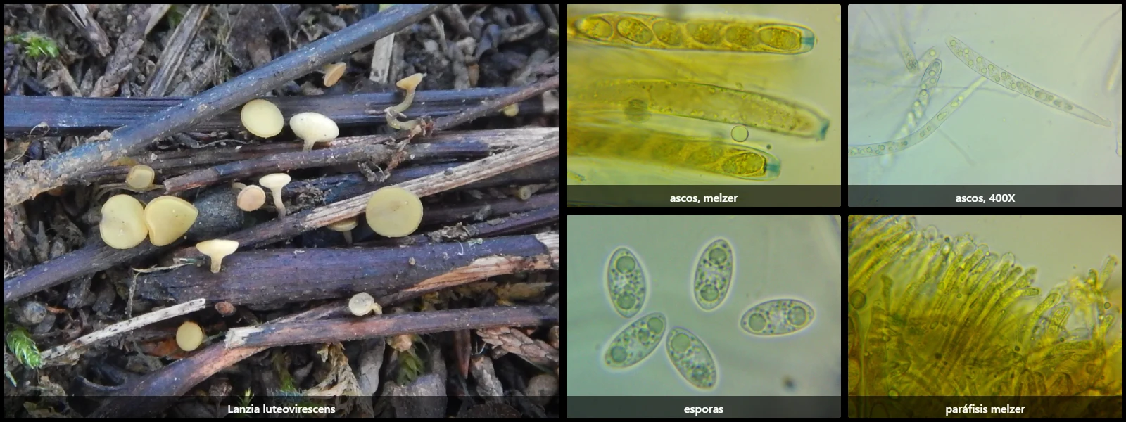 Microscopía de Lanzia luteovirescens