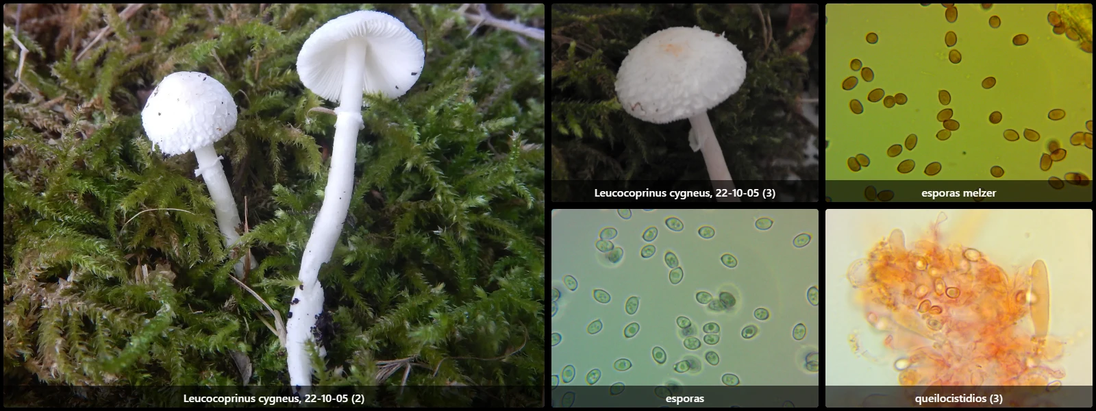 Microscopía de Leucocoprinus cygneus