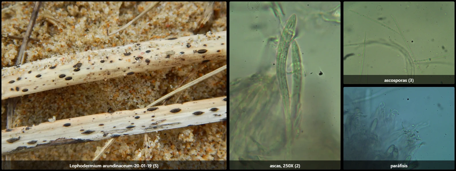 Microscopía de Lophodermium arundinaceum