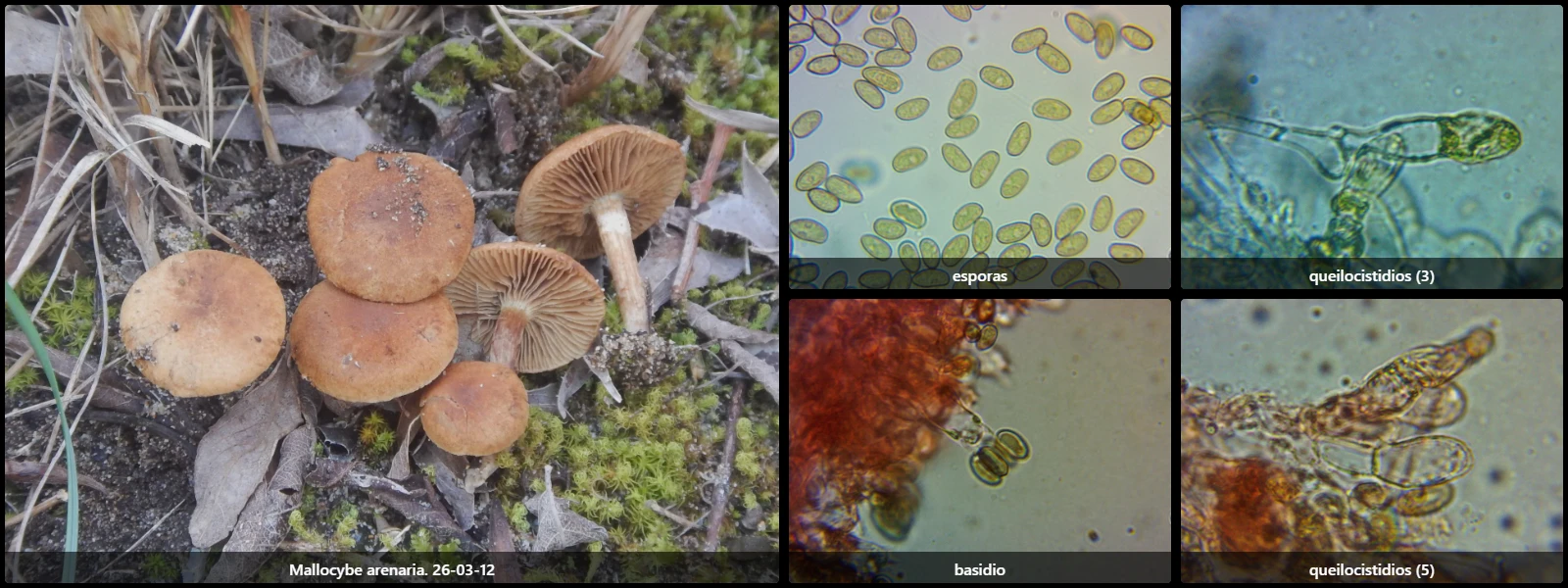 Microscopía de Mallocybe arenaria