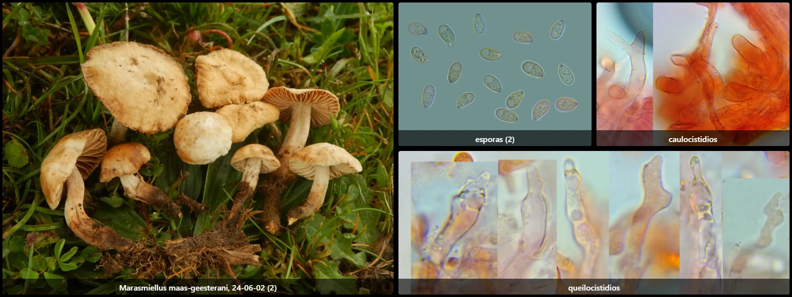 Microscopía de Marasmiellus maas-geesterani
