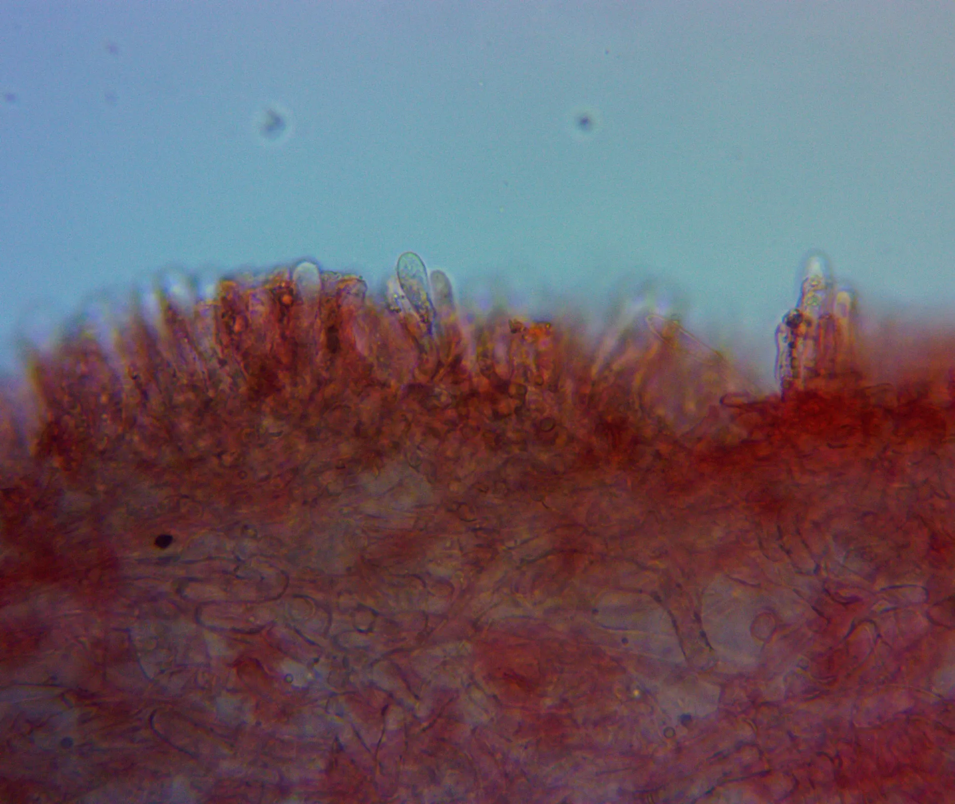 Microscopía de Marasmius epodius - basidiolos