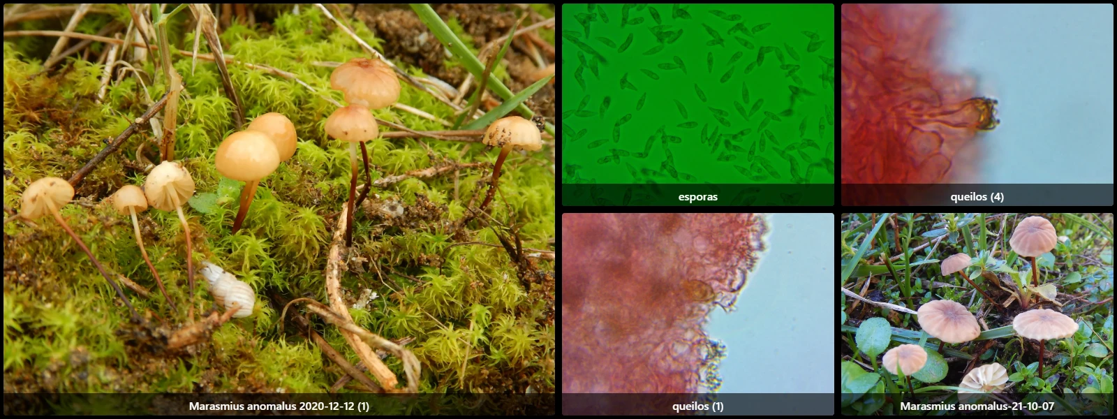 Microscopía de Marasmius epodius