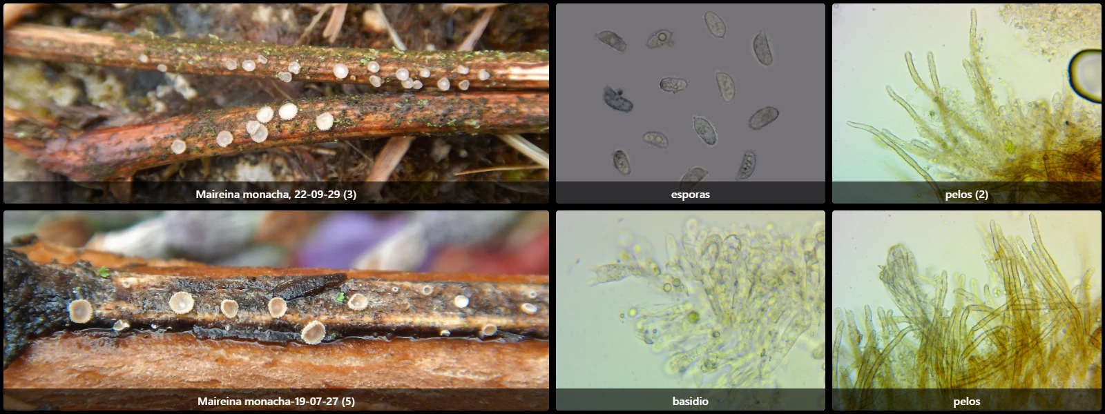 Microscopía de Merismodes bresadolae