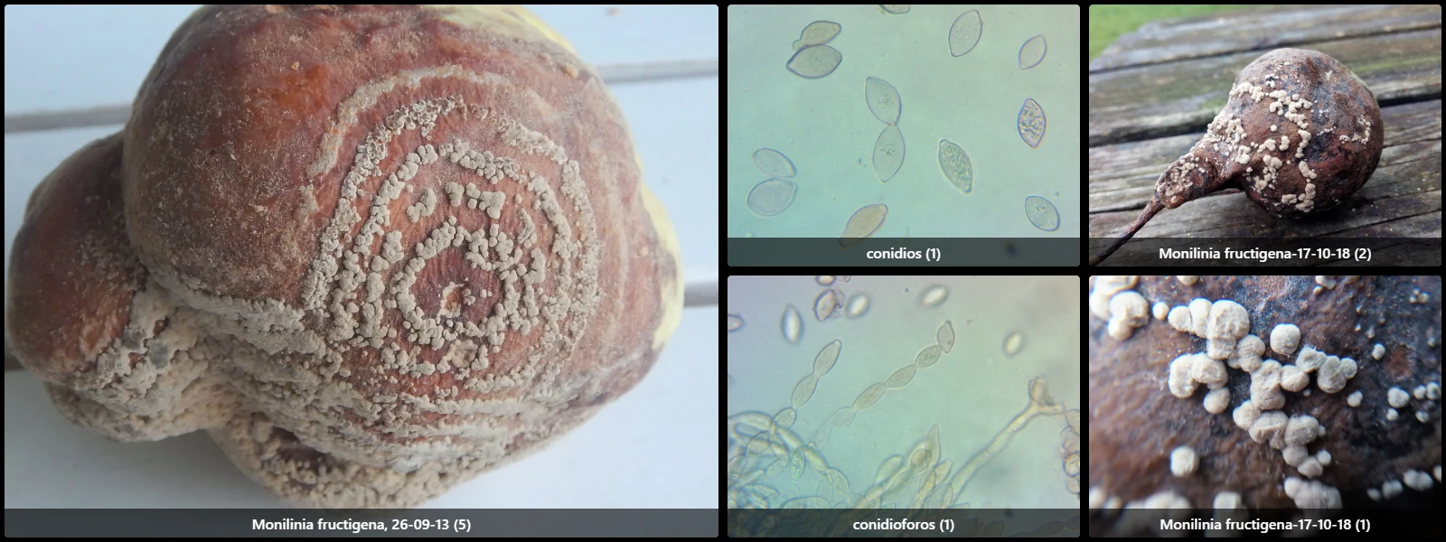 Microscopía de Monilinia fructigena