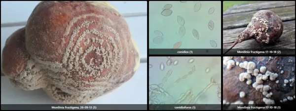 Microscopía de Monilinia fructigena