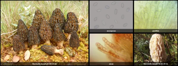 Microscopía de Morchella dunalii