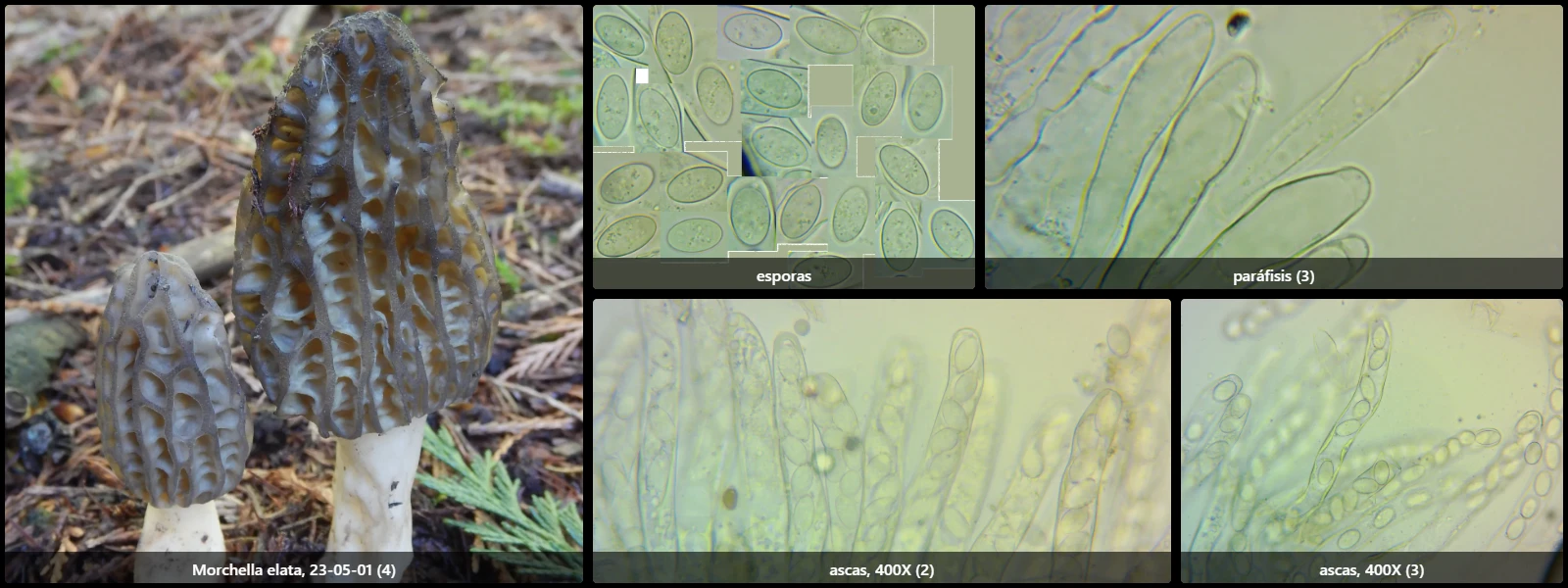 Microscopía de Morchella elata