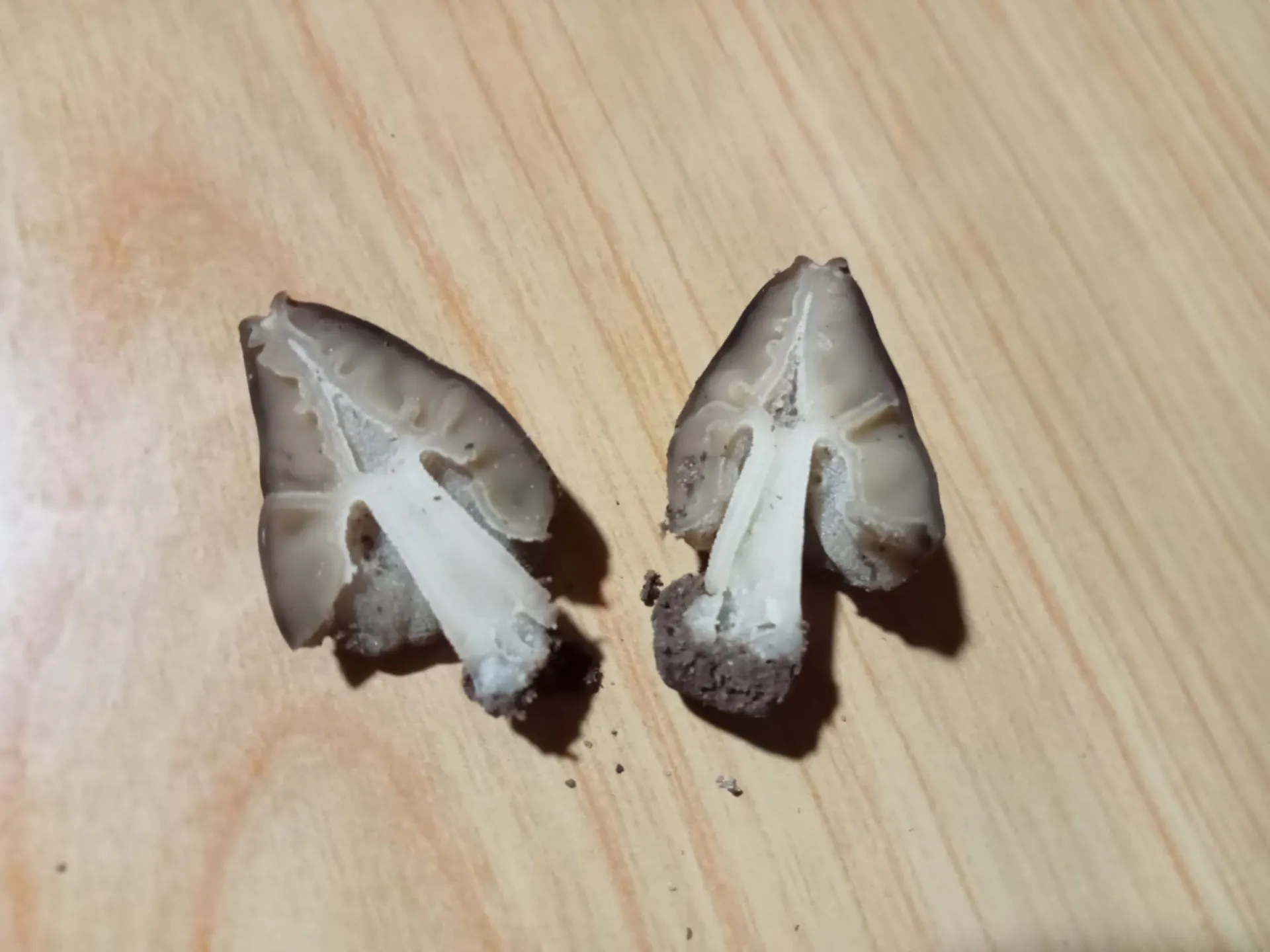 Morchella iberica - IMG-20220410-WA0000