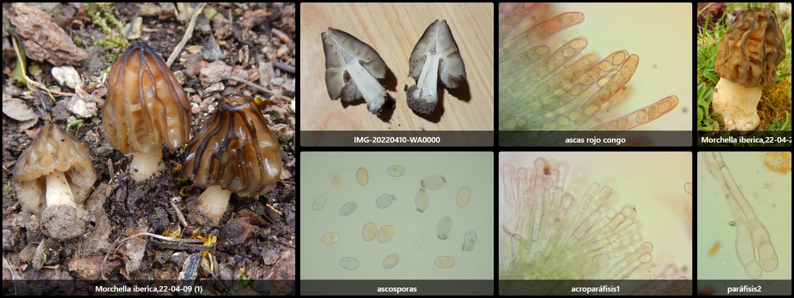 Microscopía de Morchella iberica